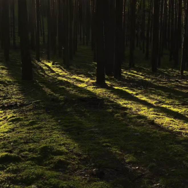 Lake Ashi Sightseeing Tour: Scenic Cruise & Mount Fuji Views