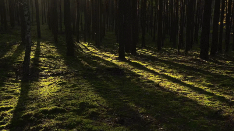 Lake Ashi Sightseeing Tour: Scenic Cruise & Mount Fuji Views