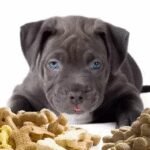 Best Dog Food for Pitbulls: A Complete Nutrition Guide