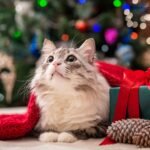 Best Christmas Gifts for Cats in 2025: A Purr-fect Holiday Guide