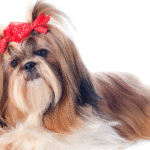 Breathing Easy Around Your Shih Tzu: A Practical Approach to Allergy Control