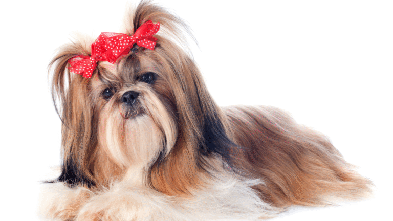 Breathing Easy Around Your Shih Tzu: A Practical Approach to Allergy Control