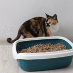 A Smarter Way to Keep Your Cat Happy