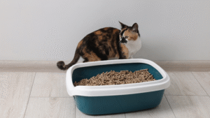 A Smarter Way to Keep Your Cat Happy