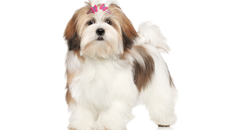 Allergic to Shih Tzu: Tips for a Healthy and Comfortable Home