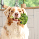 Home Treatment Guide for Heartworm-Free Dogs