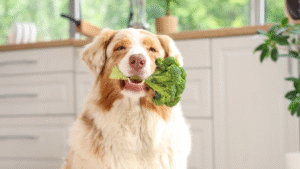 Home Treatment Guide for Heartworm-Free Dogs