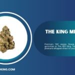 The King Miami Beach: Your Ultimate Smoke Shop & Vape Store Guide