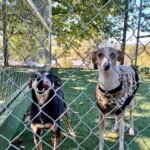 A Dogs Domain and Cats too – Trusted Dog Boarding Melbourne for Happy, Safe Pets