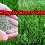Zoysia Grass Seed – Best Varieties & Buying Guide 2025