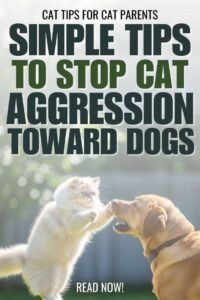 Simple Dog Training Tricks for Beginners
