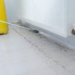 Termite Control NYC: Protect Your Property From Costly Damage