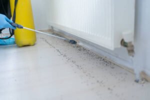 Termite Control NYC: Protect Your Property From Costly Damage