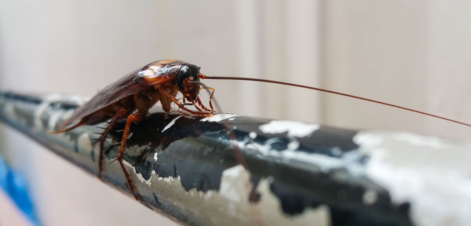 Cockroach Exterminator in Queens NY: Keep Your Property Pest-Free