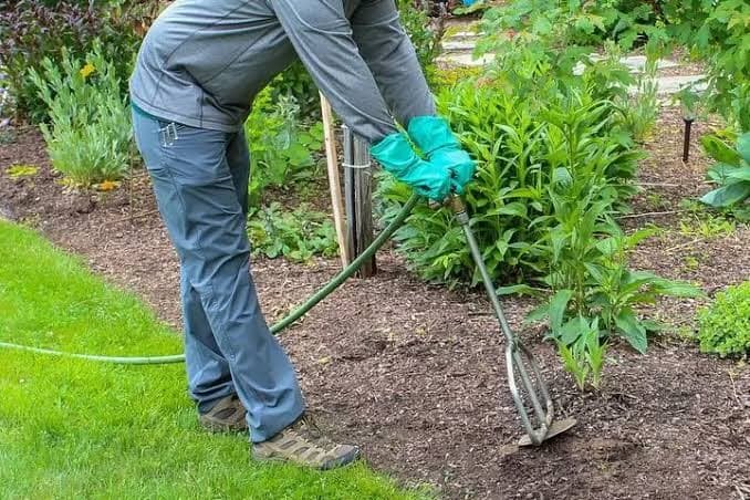 Tree Fertilization Service in Wayne, MI